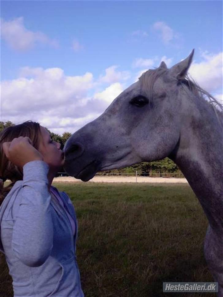 Arabisk fuldblod (OX) El Dominus billede 20