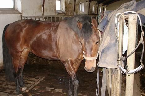 New Forest alina - alina i stalden hvor hun bor billede 1