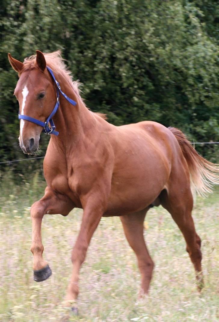 Hannoveraner Werber Welt..  - juni 08 billede 9