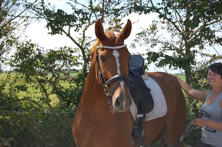 Hannoveraner Werber Welt..  - juli 2010 billede 10