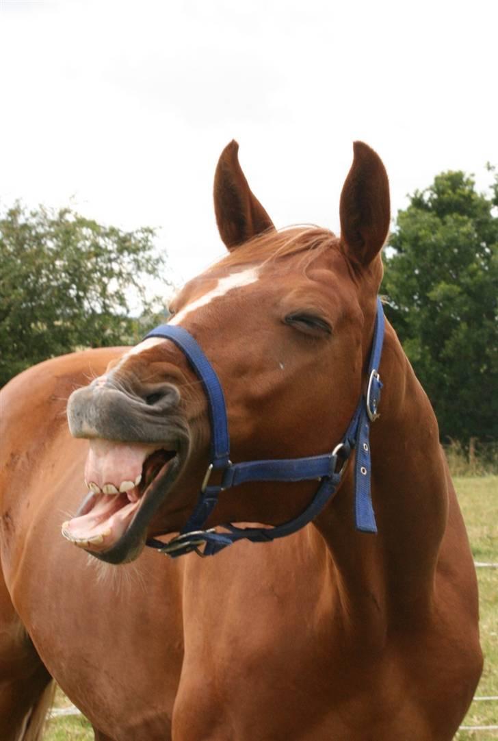 Hannoveraner Werber Welt..  - skøre werner juni 08 billede 11