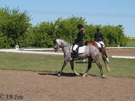 DSP West Side Sweet Babati  - Dressurstævne i NVR forår 2007 billede 13
