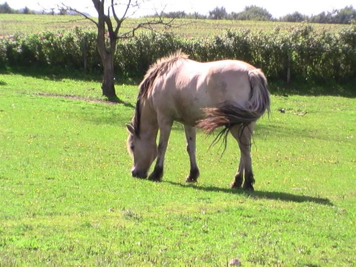 Fjordhest Robin <3  - ( 5 ) Robin på fold den 31 august (: <3 elsker den hest billede 5