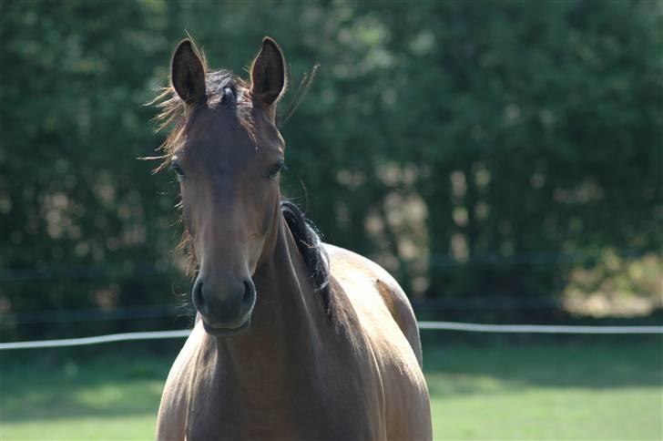Dansk Varmblod Kastaniegården´s Nivea billede 1