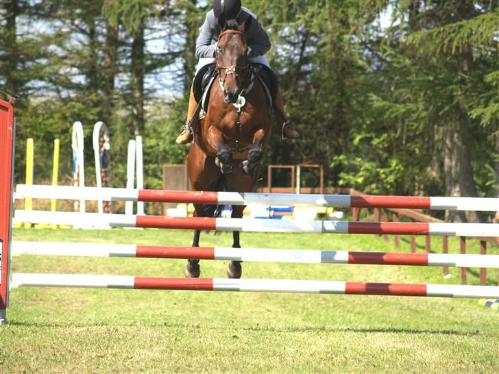 Anden særlig race º• Bastian <3 •º SOLGT - springstævne i dalby: LB. 17.08.08. billede 2