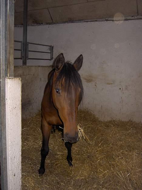 Anden særlig race º• Bastian <3 •º SOLGT billede 5