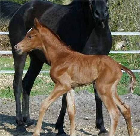 Arabisk fuldblod (OX) Magic Sari Gamal - SOLGT billede 2