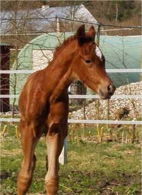 Arabisk fuldblod (OX) Magic Sari Gamal - SOLGT billede 3