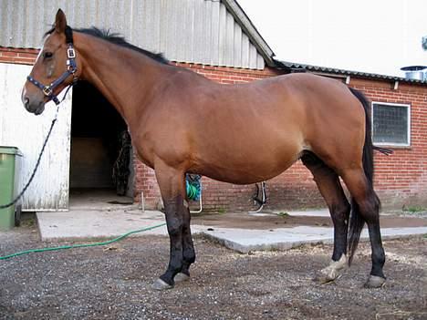 Trakehner Uniq Schwandro R.I.P. - 8 timer før hun ska fole billede 20