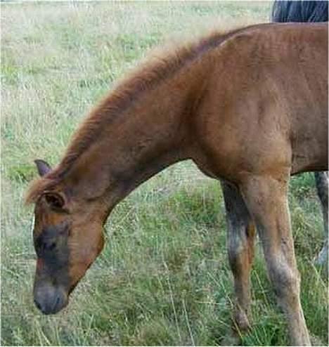 Arabisk fuldblod (OX) Magic Sari Gamal - SOLGT billede 4