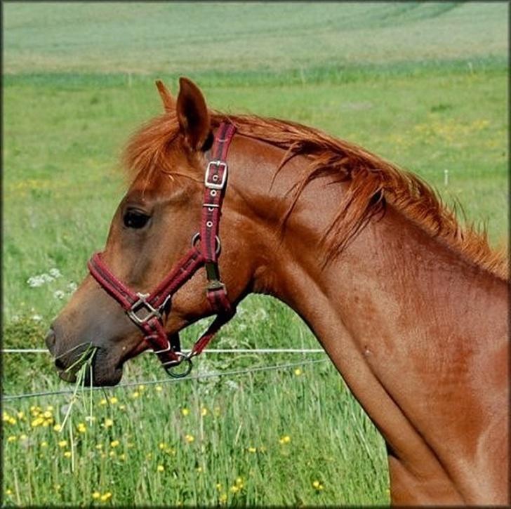 Arabisk fuldblod (OX) Magic Sari Gamal - SOLGT billede 5