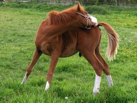 Frederiksborg Bakkegårds Accént - Kort efter jeg havde fået ham - mager og med luftvejsinfektioner. Start 07. billede 3