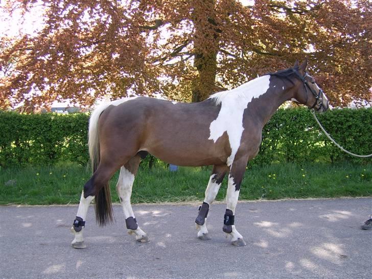 Pinto Rex - Rex, opstillet maj 08. billede 1