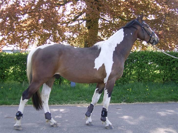 Pinto Rex - Rex, 2008. billede 2