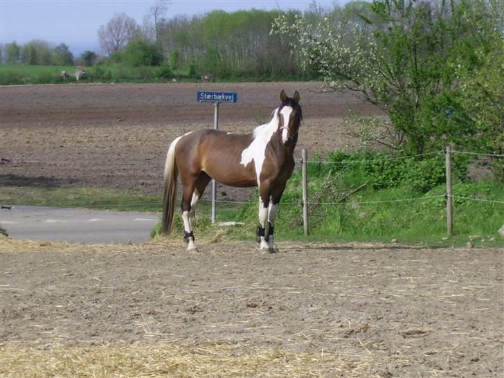 Pinto Rex - Rex på fold, maj 2008. billede 4