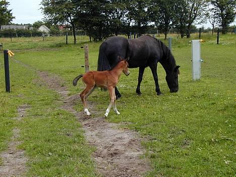 Anden særlig race Bamseline - Bamse i år 2002 med sin lille datter Shakira som kun er et par dage gammel. billede 1