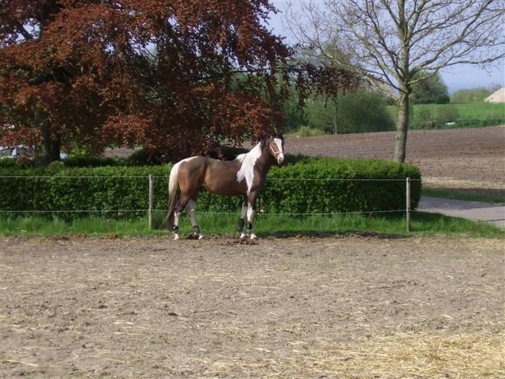 Pinto Rex - Rex, maj 2008. billede 5