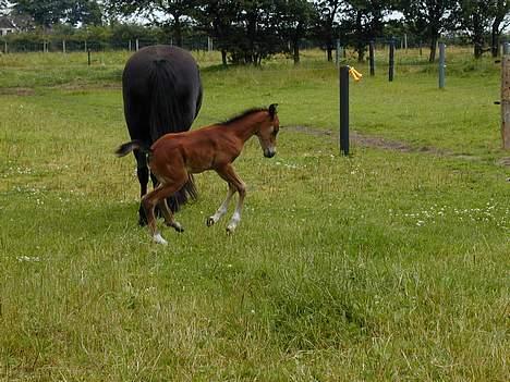 Anden særlig race Bamseline - Bamses store fyldige bagdel og datter i fuld 4spring... billede 2