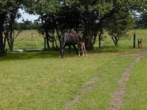 Anden særlig race Bamseline - Sikke en herlig dag!! billede 3