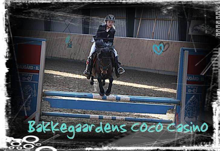 Hollandsk Sportspony Bakkegaardens Coco Casino <3. - Velkommen til Coco Casino s profil <3 .. Jeg elsker dig Coco !! Du er den bedste 3er pony i hele verdenen :´) <3 .. Jeg savner dig Coco! :´/ .. LA cup i hedensted 2009 ( 3.plads ) [Fotograf: Cecilie Tygesen - Redigeret af: mig :D] billede 1