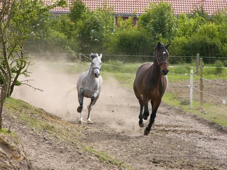 Dansk Varmblod Hilton billede 7