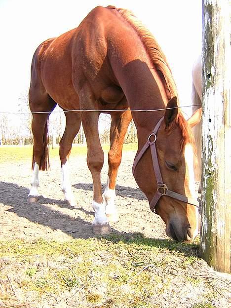 Anden særlig race Totti <3  *SOLGT*  - Smukke.. billede 15