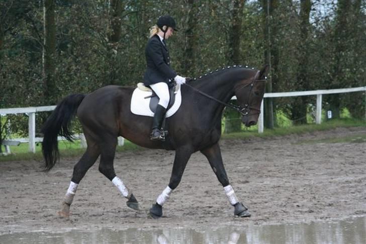 Hannoveraner Gondorri, R.I.P billede 11