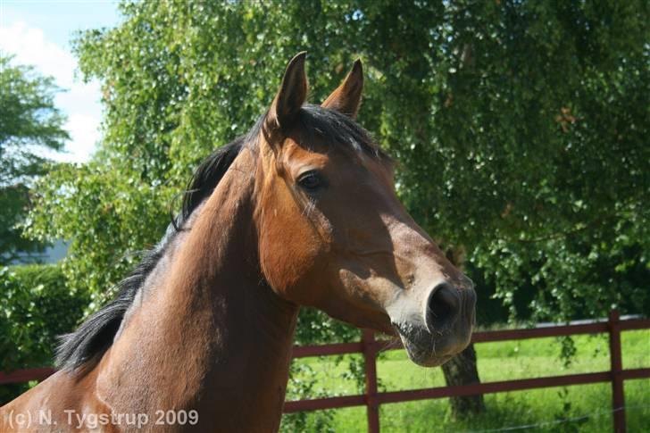 Oldenborg Mon´roe Hedegaard "Mudde" - model hest ;P billede 4