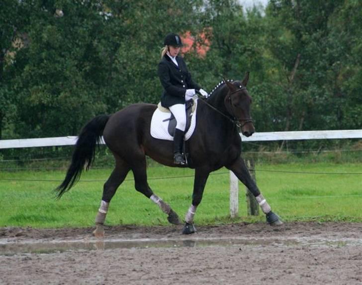 Hannoveraner Gondorri, R.I.P billede 12