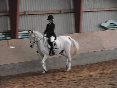 Anden særlig race siox - dreesur billede 2