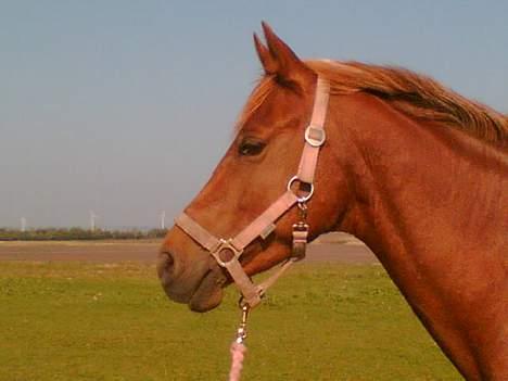 Welsh Cob (sec D) Kielshoop Honeyrose Solgt billede 8
