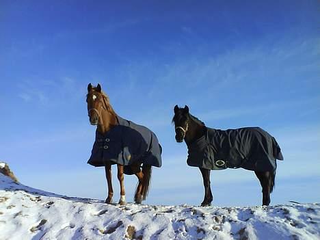 Welsh Cob (sec D) Kielshoop Honeyrose Solgt - Rosie og Majlin på folden.. billede 9