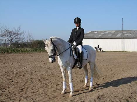 Anden særlig race siox - dreesur til opvarmning billede 4