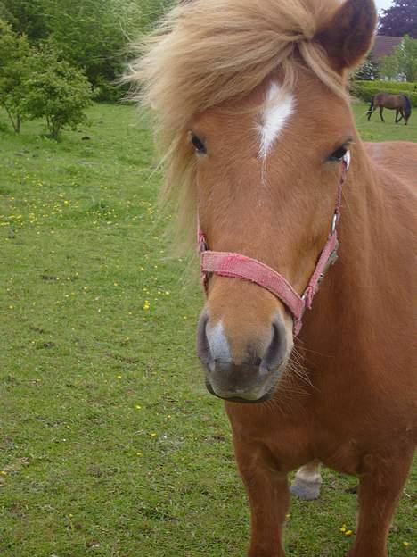 Islænder Nift billede 4