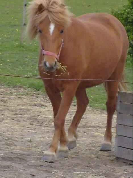 Islænder Nift billede 12