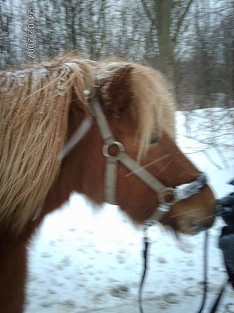 Islænder Nift billede 15