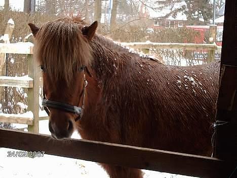 Islænder Nift billede 16