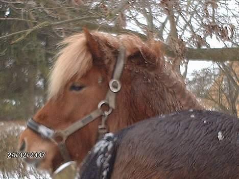 Islænder Nift billede 17