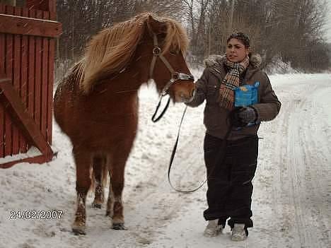 Islænder Nift billede 18