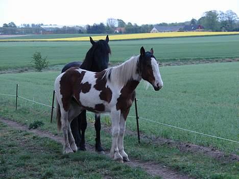 Tinker Shakira - Shakira og Goliath bagved billede 2