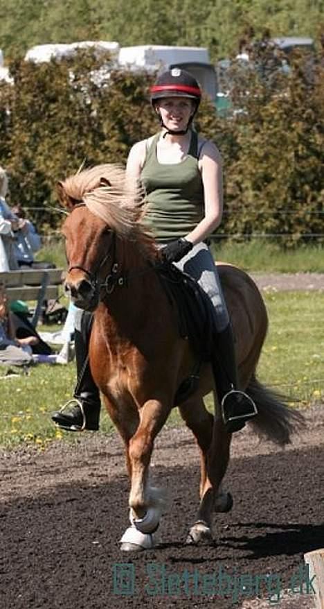 Islænder Tímon fra Korshøje  - Tølt til Det Sjællandske Bededagsstævne. Foto: Stine Gjeldstrup billede 12