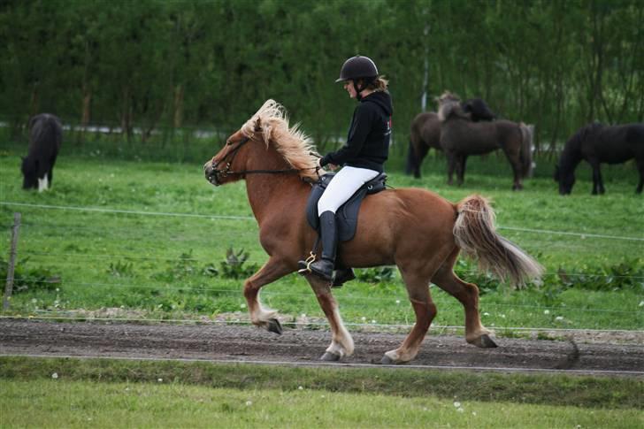Islænder Tímon fra Korshøje  - Starten på øgning til Elitestævnet. Foto: Anna Elfort billede 13