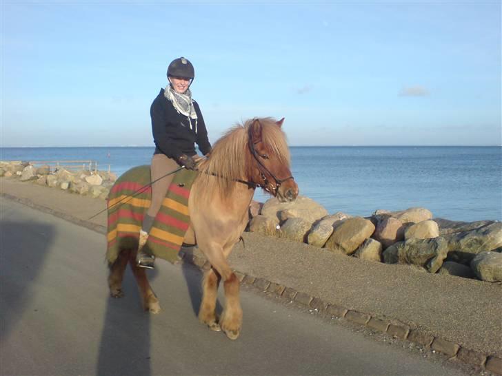 Islænder Tímon fra Korshøje  - Ved Nivå Havn. Foto: Martin Daltoft billede 14