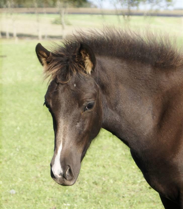 New Forest Ahorns Topjet akoida fly billede 1