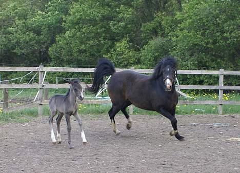 New Forest Ahorns Topjet akoida fly billede 3