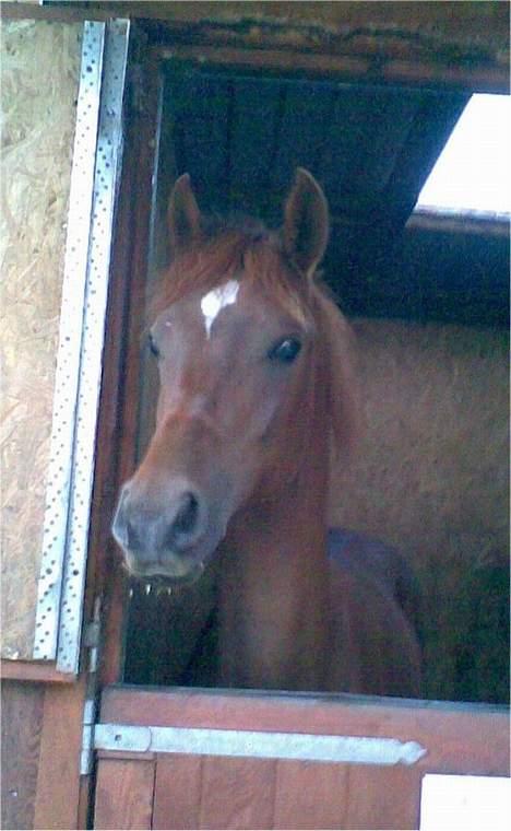 Arabisk fuldblod (OX) Magic Sari Gamal - SOLGT - Magic Sari Gamal - 9 Maj 2007 - Taget med mobil billede 6