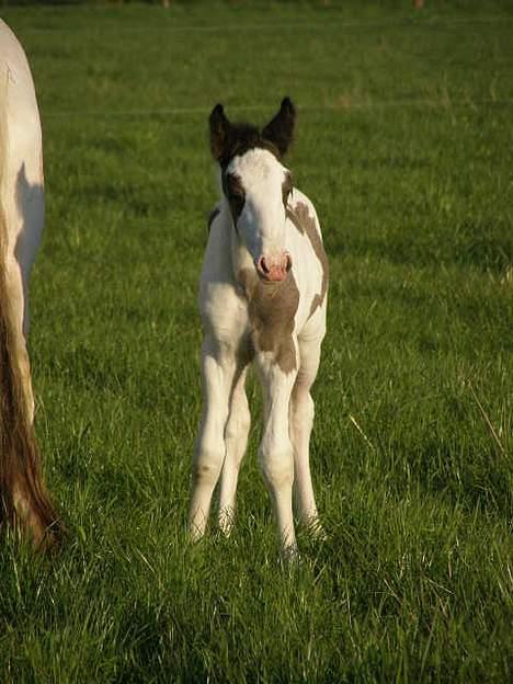 Tinker Iris *solgt* billede 2