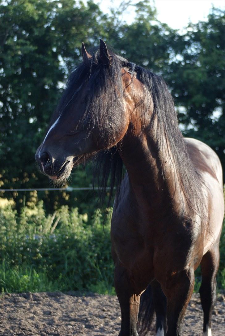 Welsh Cob (sec D) Glanvyrnwy Squire - velkommen til Gudehestens præsentation. juli 2010 billede 11