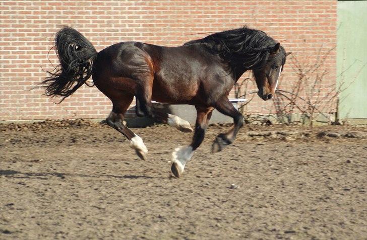 Welsh Cob (sec D) Glanvyrnwy Squire - april 2011. Et stks livsglad Squire xD billede 14