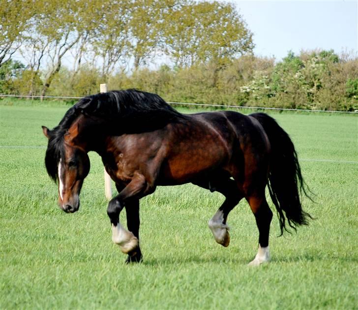 Welsh Cob (sec D) Glanvyrnwy Squire - sommer 2009 - Fotograf: Malene Pedersen billede 15